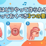 【ボイトレ基礎】声はどうやって作られる？知っておくべき｢３つの要素」